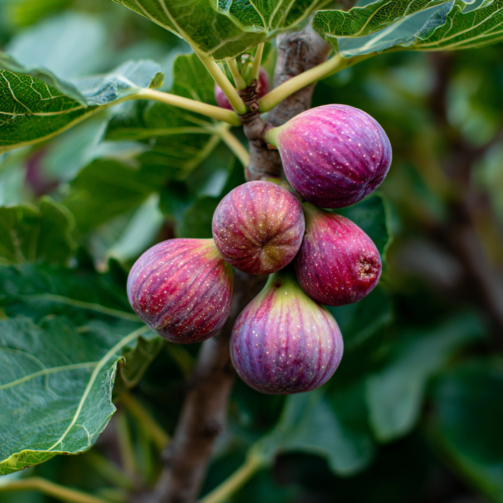 Nová záhrada - figy